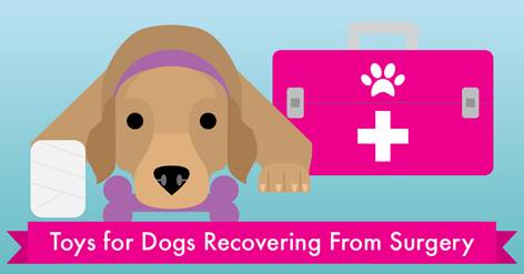 best toys for dogs recovering from surgery