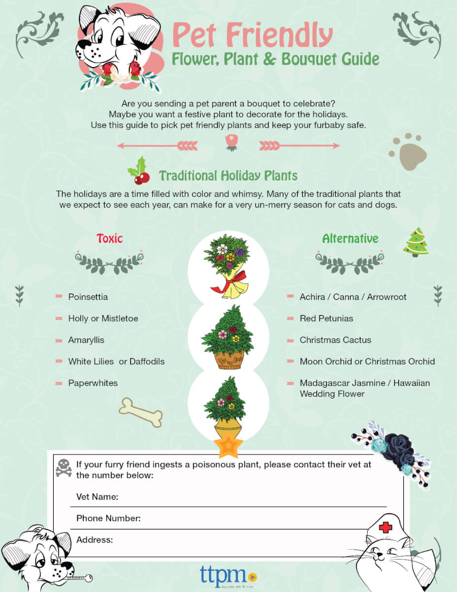 dog and cat safe holiday plants